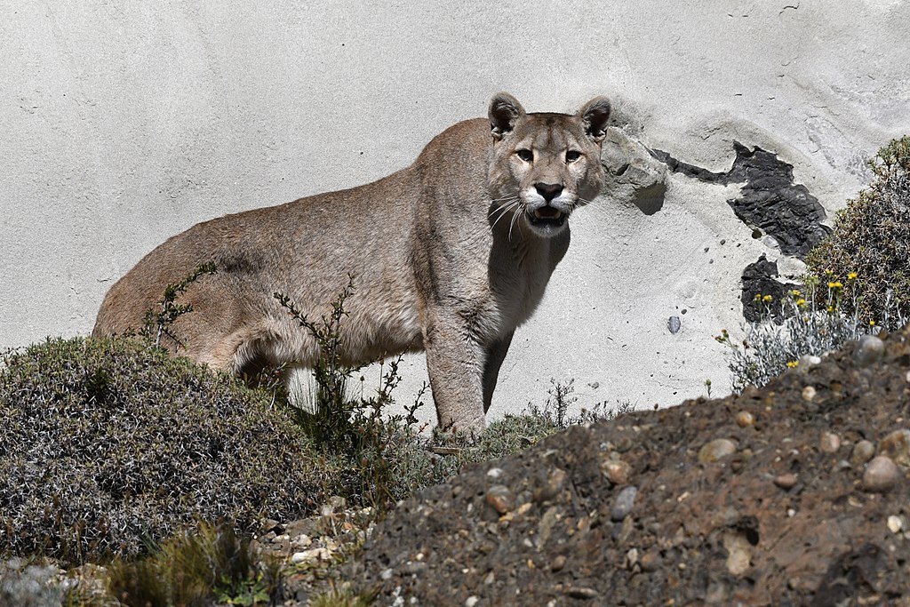 A Chilean puma.
