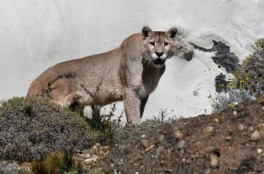 A Chilean puma.