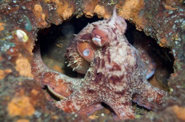 Giant Pacific octopus.