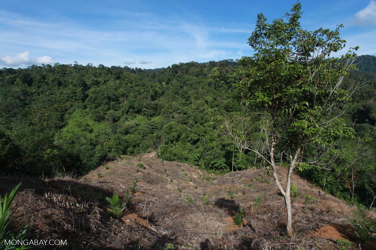 New oil palm development near the boundary of Gunung Leuser National Park in Sumatra, an Indonesian island.