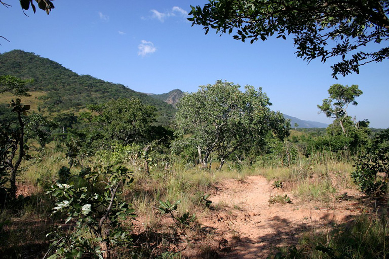 Wooded savanna in Malawi.