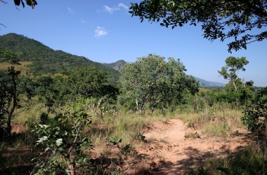 Wooded savanna in Malawi.