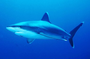 Silvertip reef shark