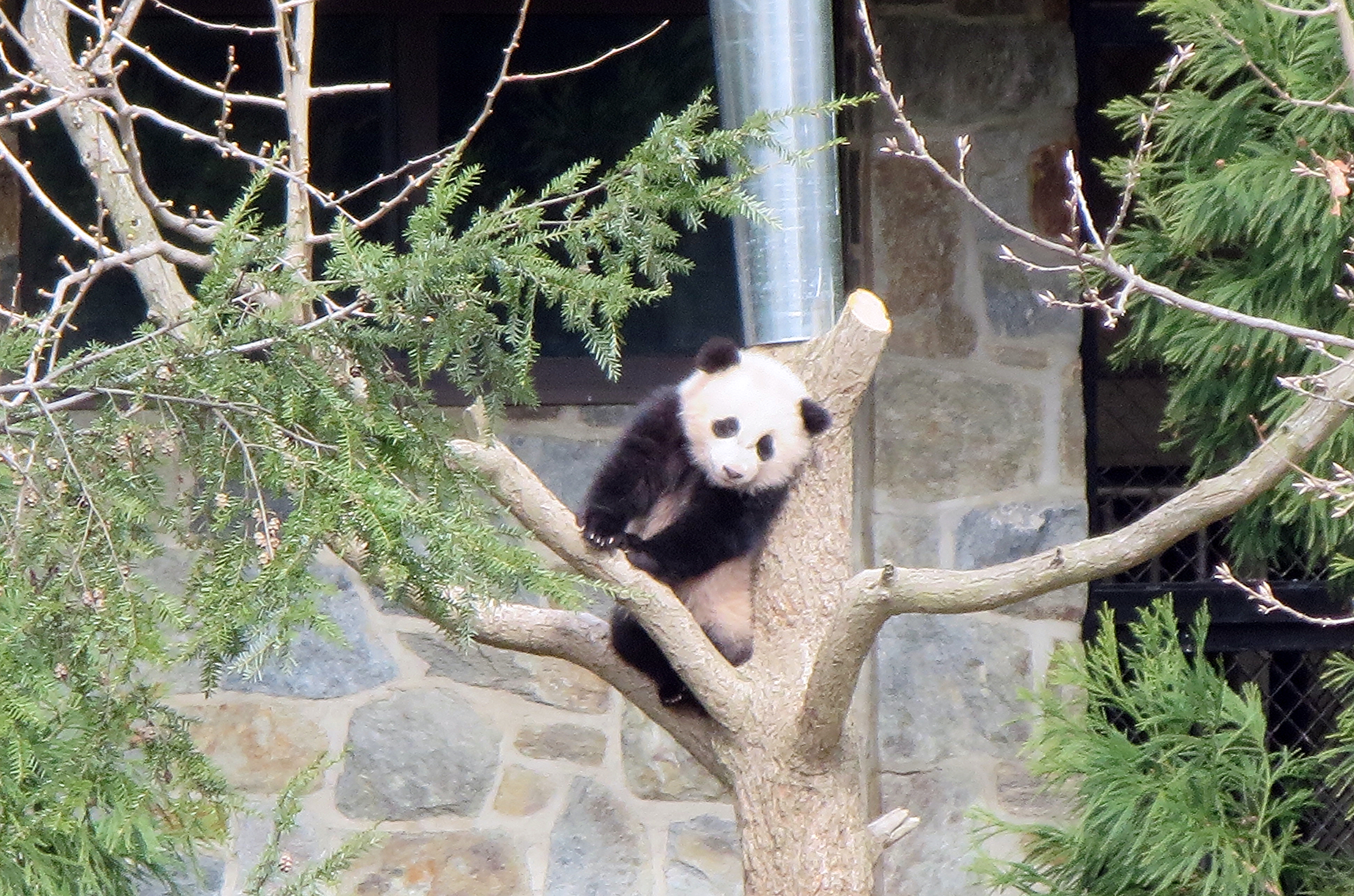 Bao Bao the panda in 2014.