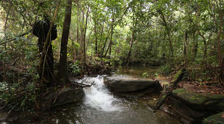 Cambodia's forests are highly threatened by illegal logging. USAID cuts could result in China stepping in, a nation not known for its transparency or for environmental sensitivity.