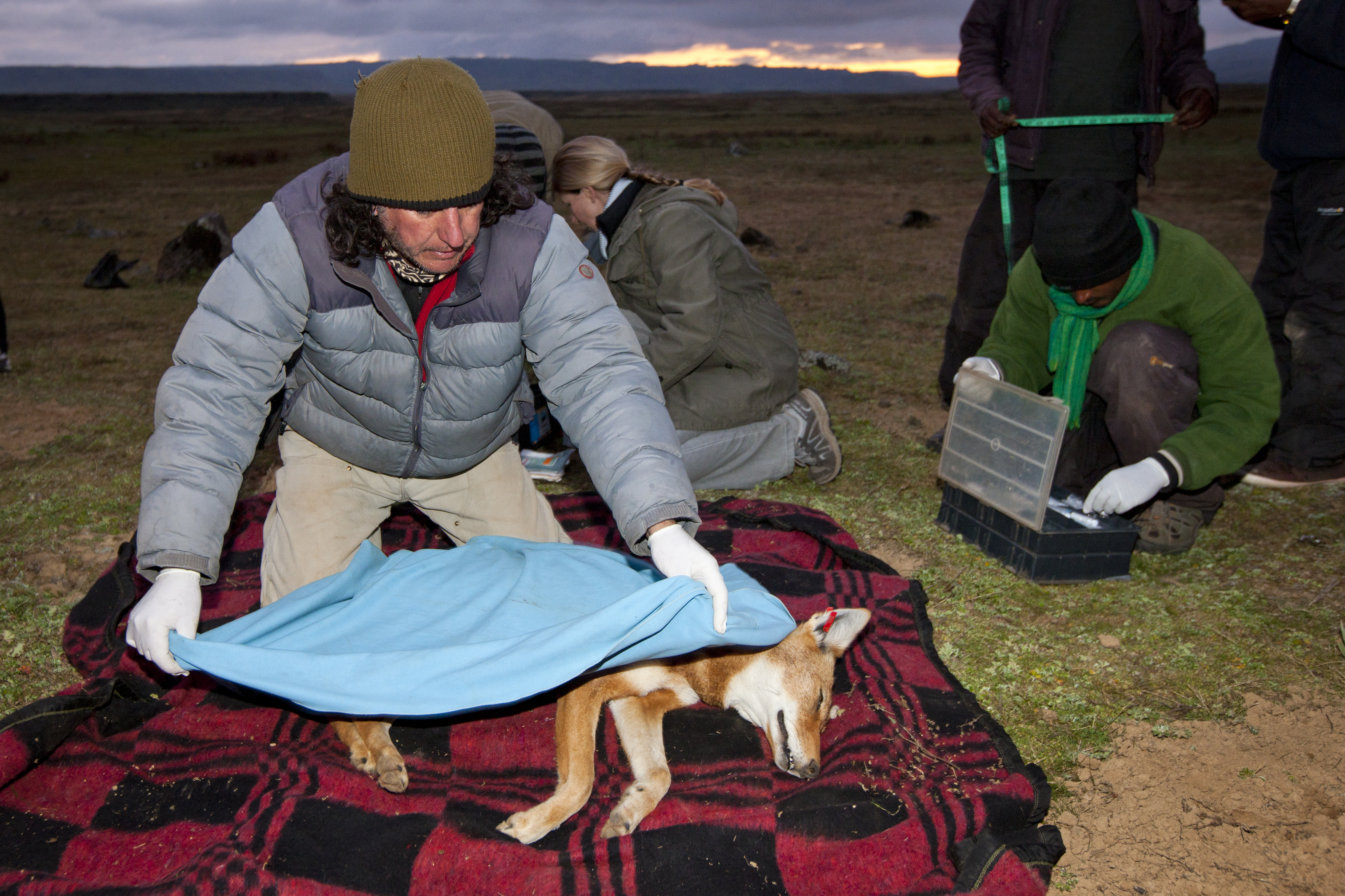 Claudio Sillero, the cofounder of the Ethiopian Wolf Conservation Project, covers a sedated female Ethiopian wolf with a blanket prior to her release.