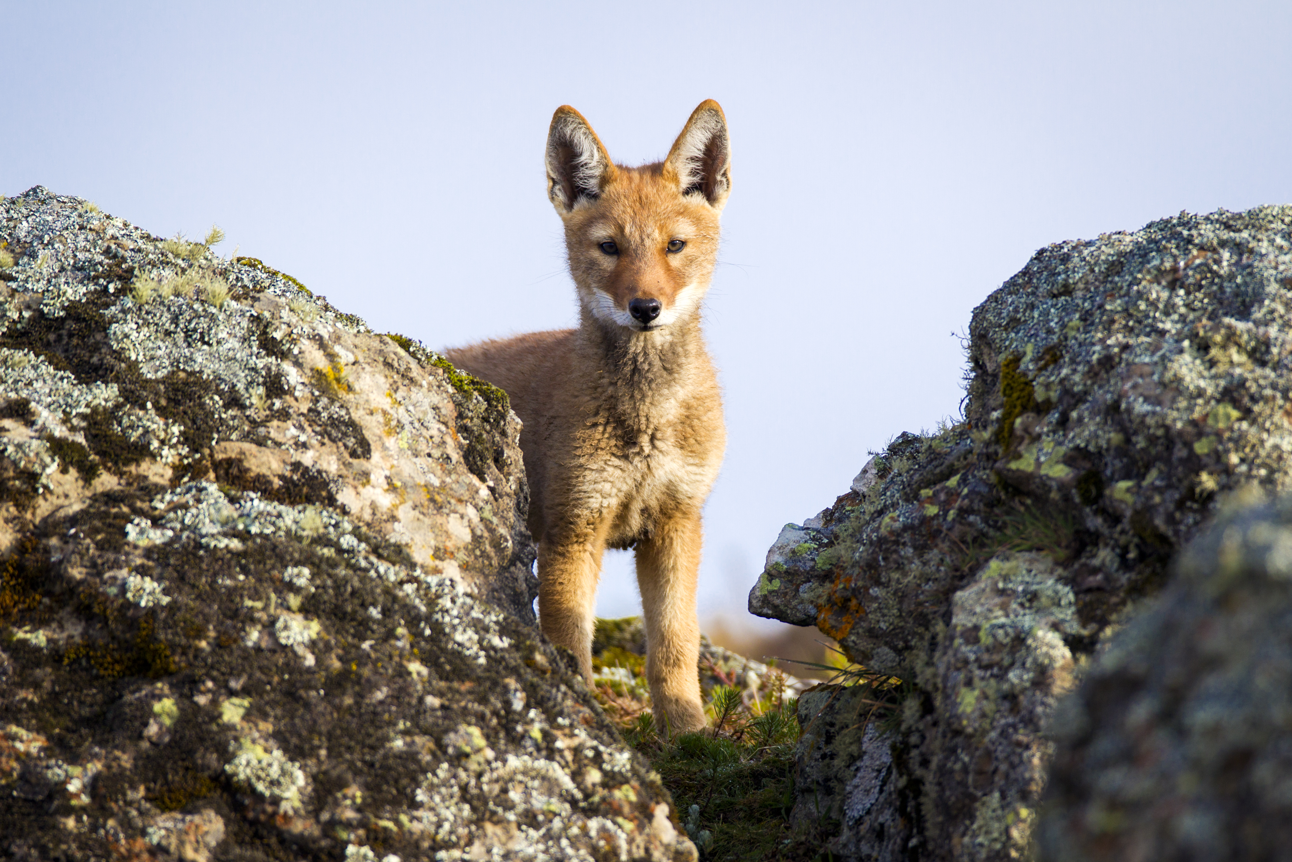 An Ethiopian wolf pup looks out from a high perch in the Bale Mountains.