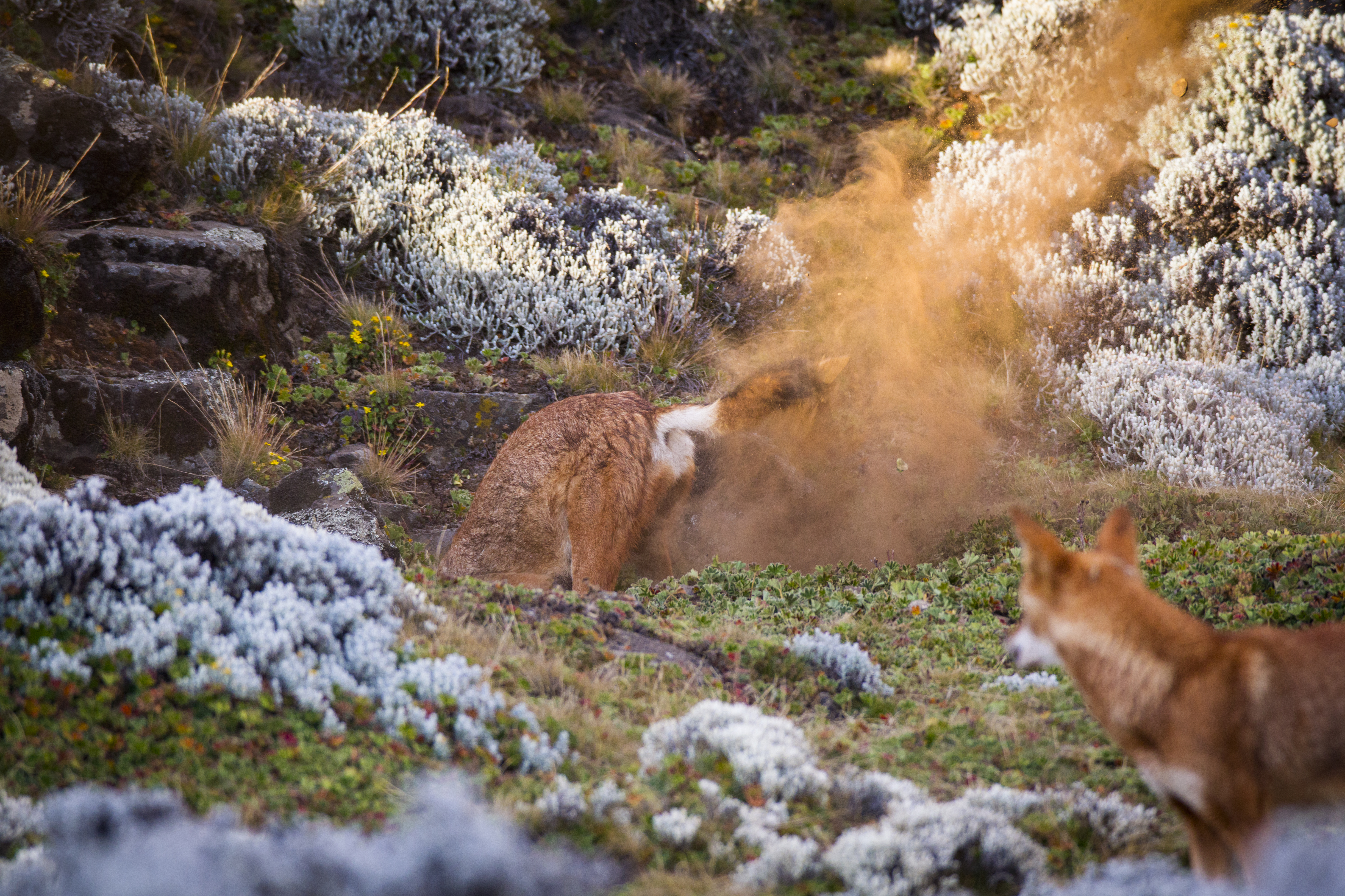 A wolf digs to expand a burrow while another adult looks on.