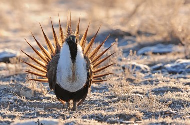 The greater sage grouse.