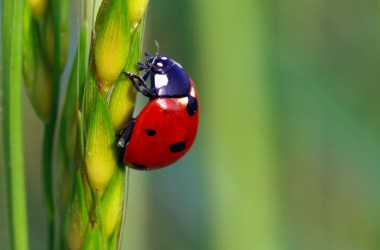 Lady beetle.