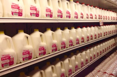 Gallons of milk on shelves in a grocery store