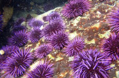 Purple Sea Urchins in Monterey, California.