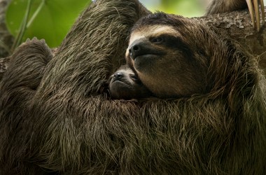 A three-toed sloth mother and baby are two of the many inhabitants of Central America's rainforest ecosystem.