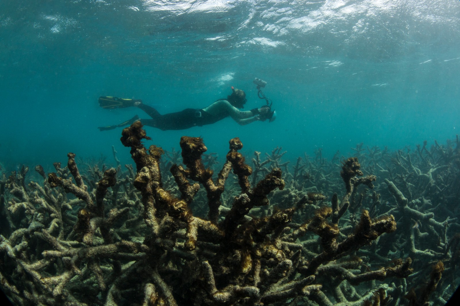 Climate Change Has ‘Permanently’ Changed the Great Barrier Reef