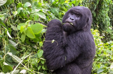 Habitat loss and hunting have driven some animals, such as the critically endangered mountain gorilla, to the brink of extinction.