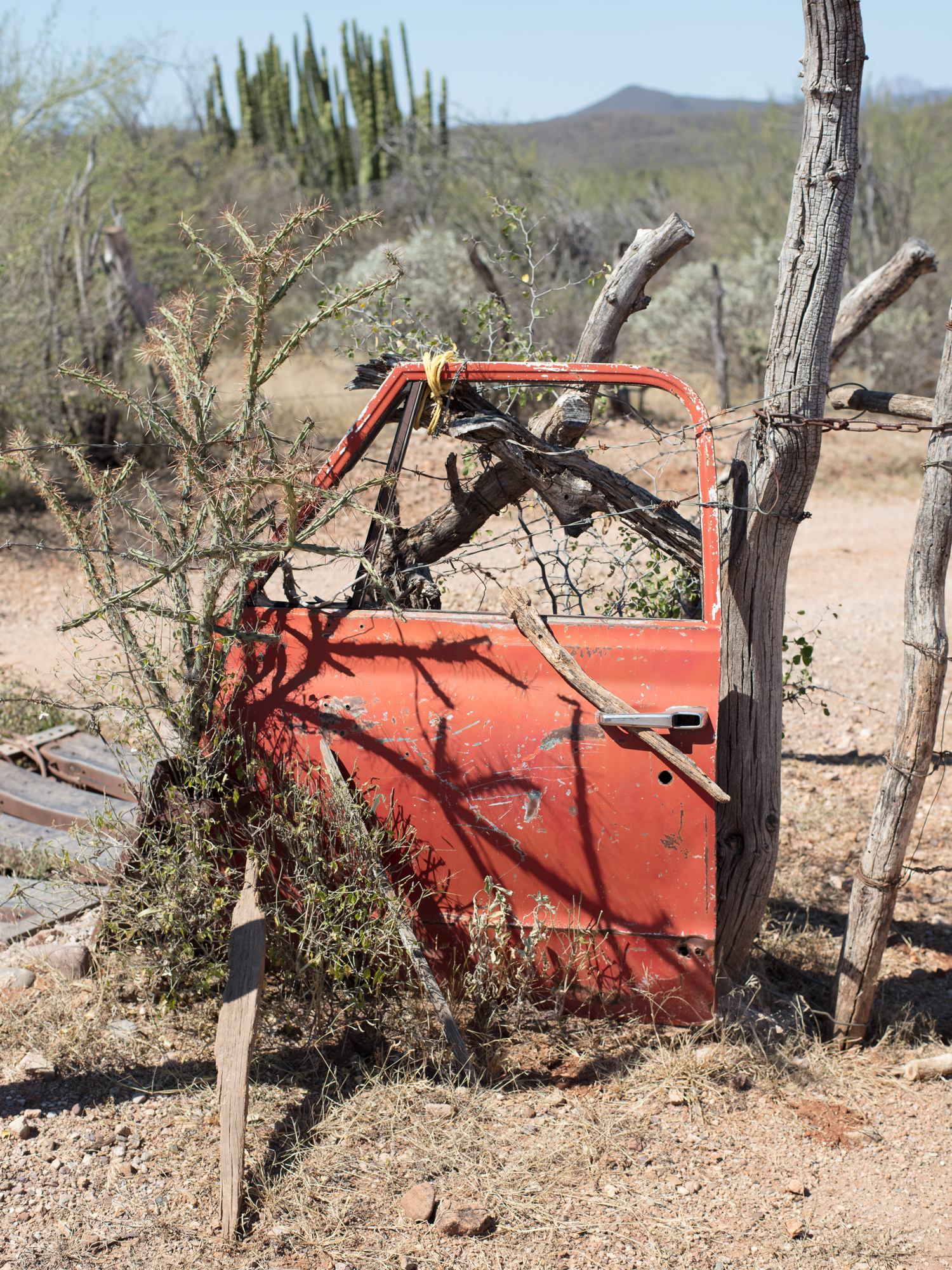 A scene from the Northern Jaguar Project Reserve in Sonora, Mexico.