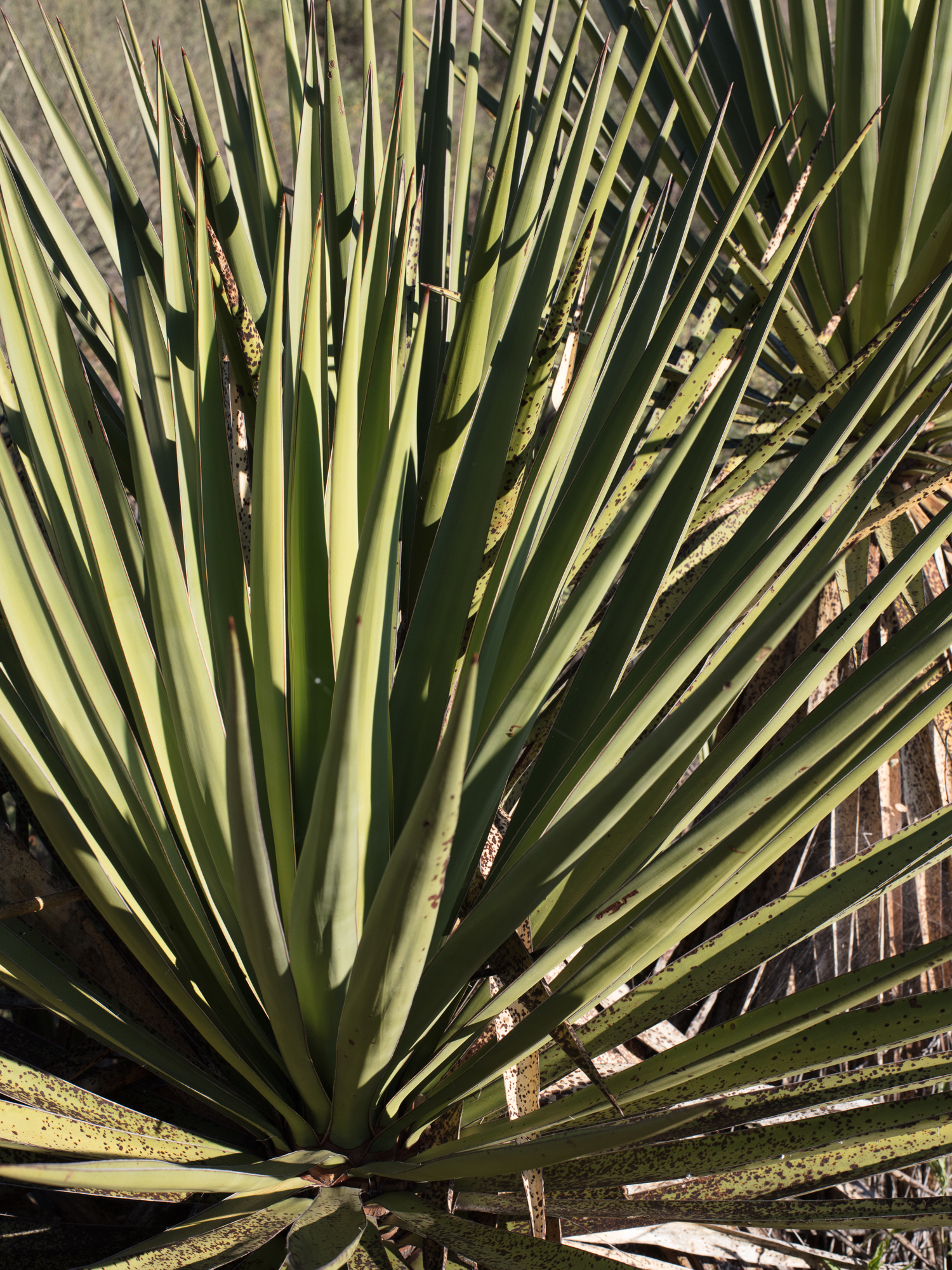 A scene from the Northern Jaguar Project Reserve in Sonora, Mexico.