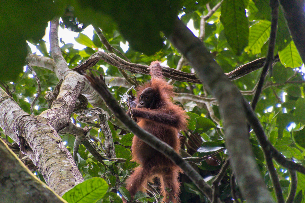 The critically endangered Bornean orangutan, shown here in Malaysia, is also struggling to hold on as much of its habitat has been taken over for human agriculture.