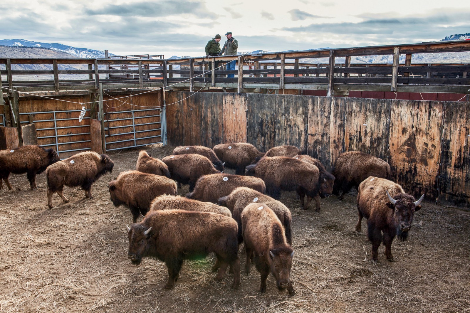 Bison await shipment to slaughter after being processed and tested for brucellosis by Park Service employees at the Stephens Creek facility, located at the northern edge of Yellowstone National Park.