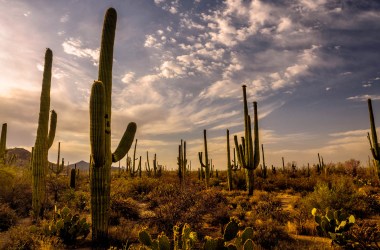 The Sonoran Desert in Arizona.