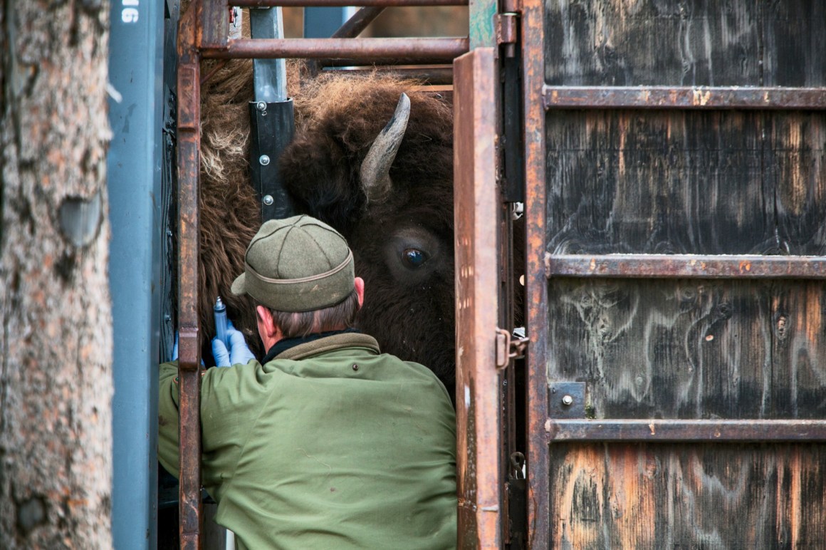 Stephens Creek, Wyoming: Yellowstone National Park biologist Doug Blanton takes a blood sample from a bison for brucellosis testing.