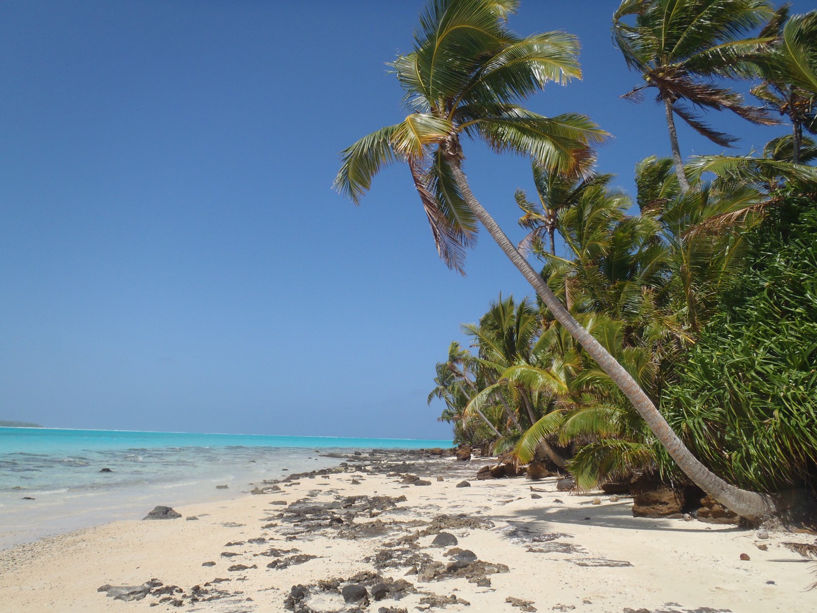 Photo showing a tropical beach with palm trees