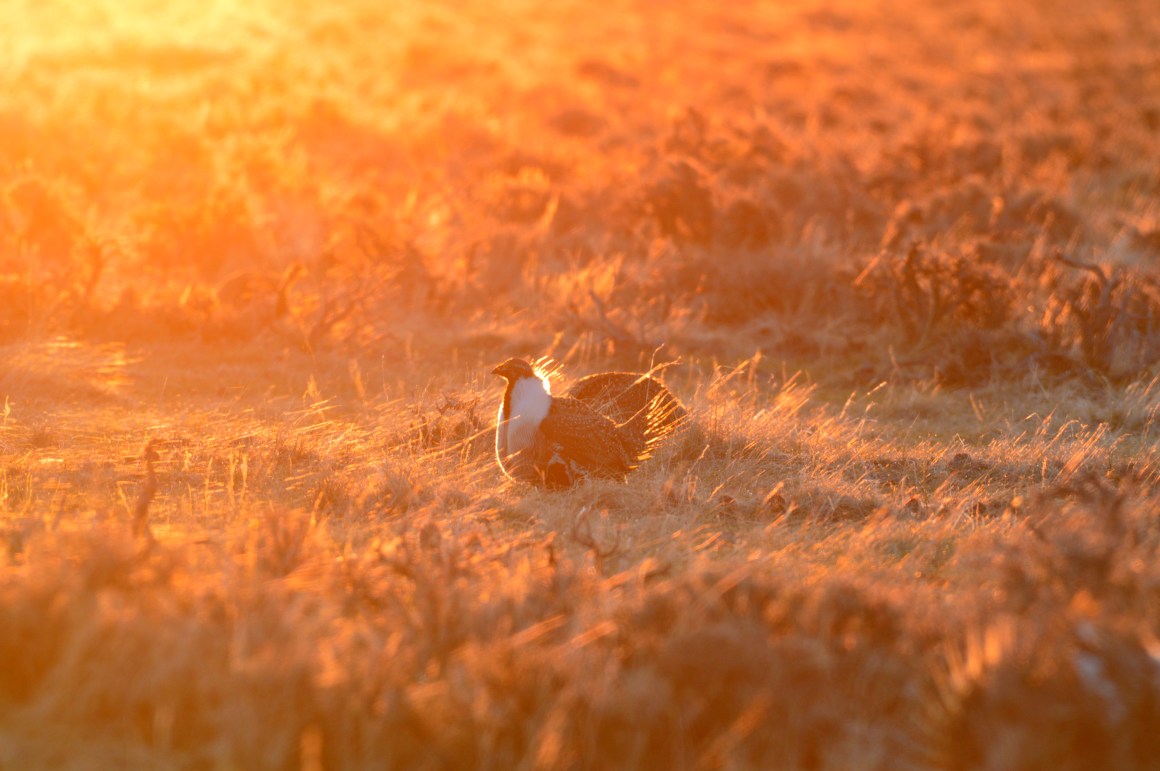 Greater sage grouse on the Wind River Reservation in Wyoming.