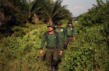 Indonesian forest rangers patrol the part of the Tripa peat swamp forest occupied by oil palm firm PT Kallista Alam in 2012.