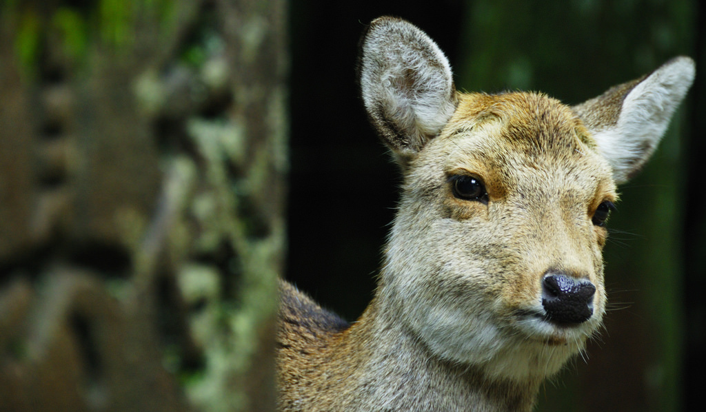 A Japanese sika deer.