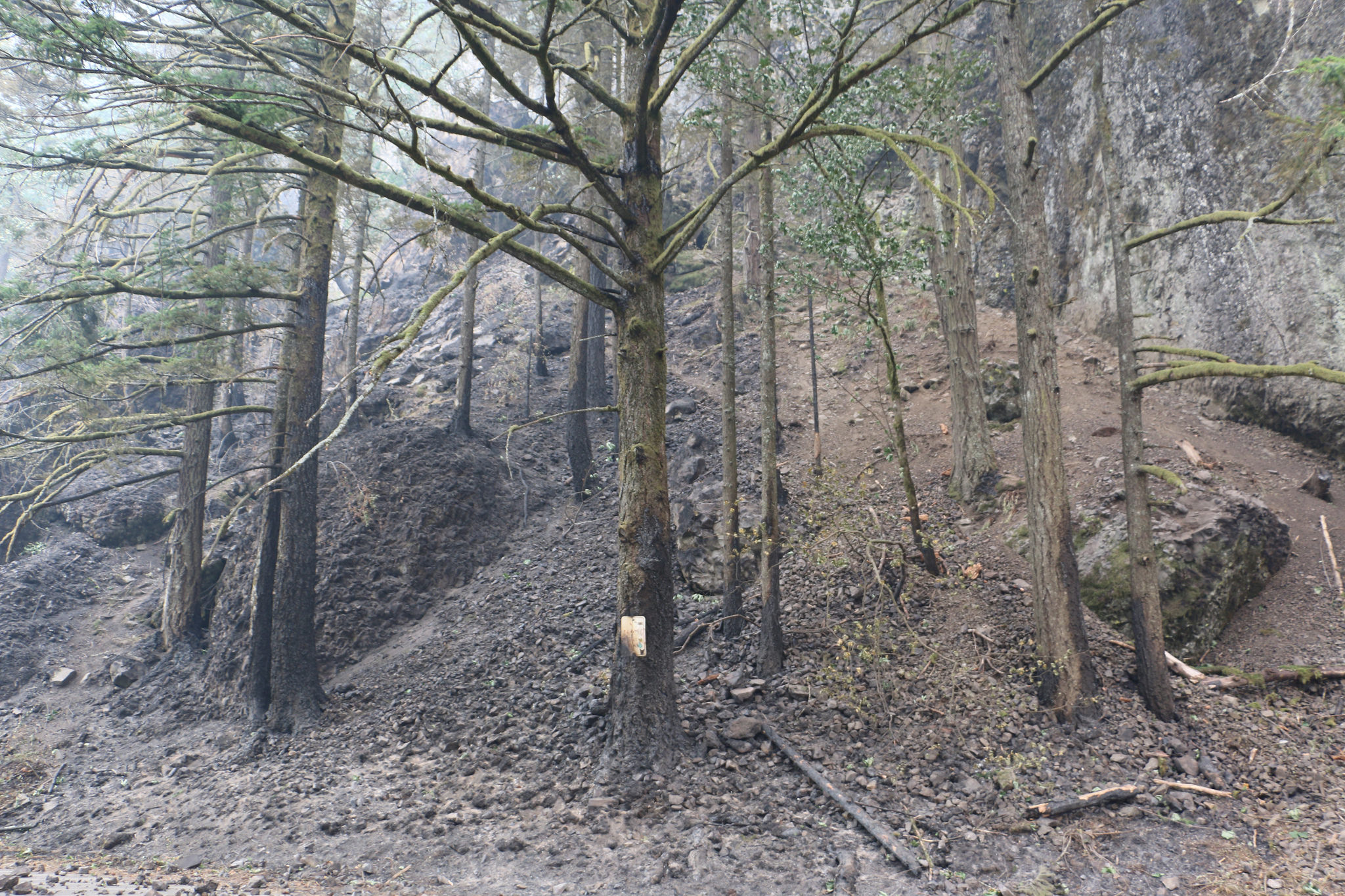 Charred trees alongside the Historic Columbia River Highway on September 7th, 2017.