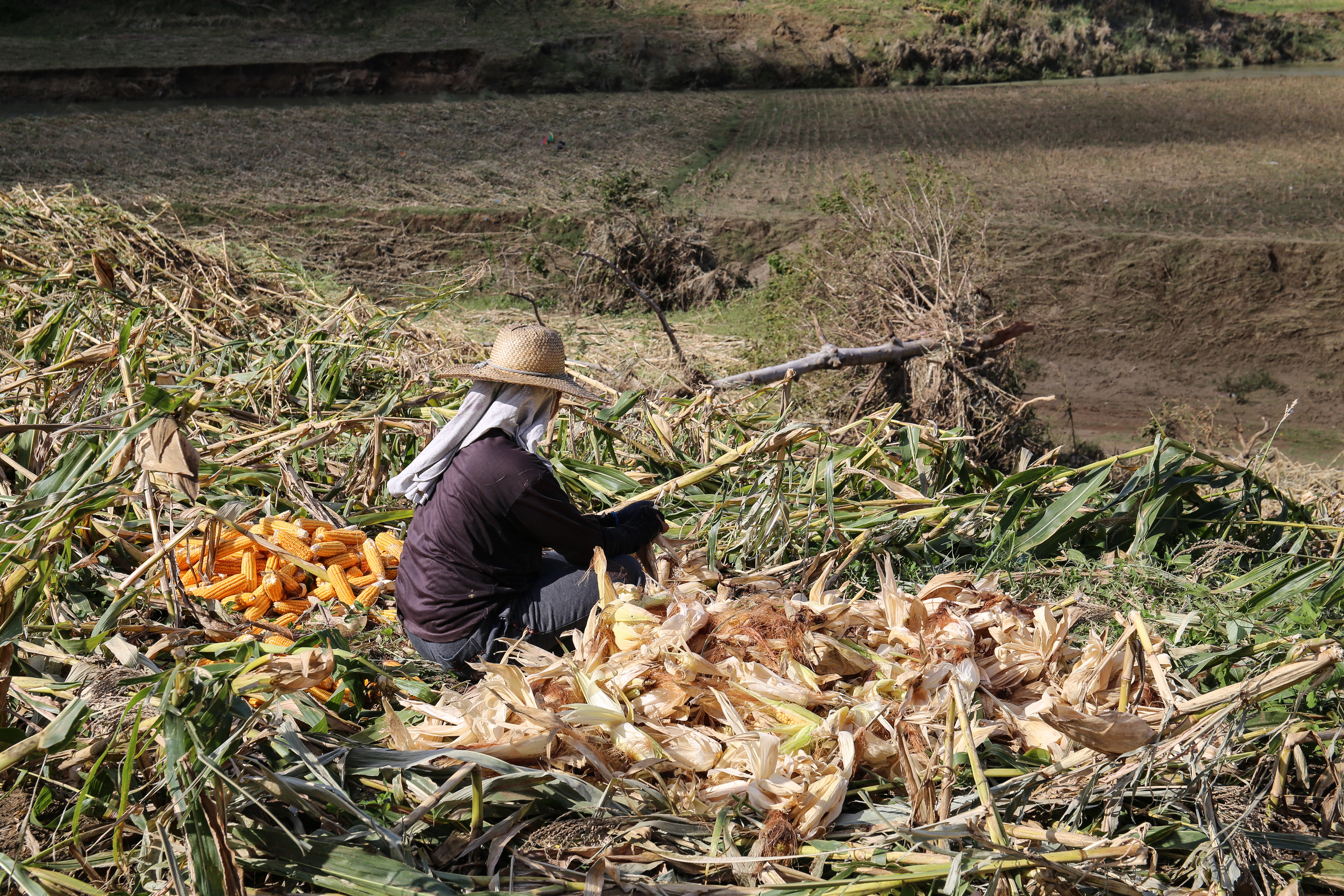 A farmer tries to save the corn left standing after Typhoon Mangkhut ravaged her fields.