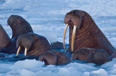 Walrus coming to the surface for air.