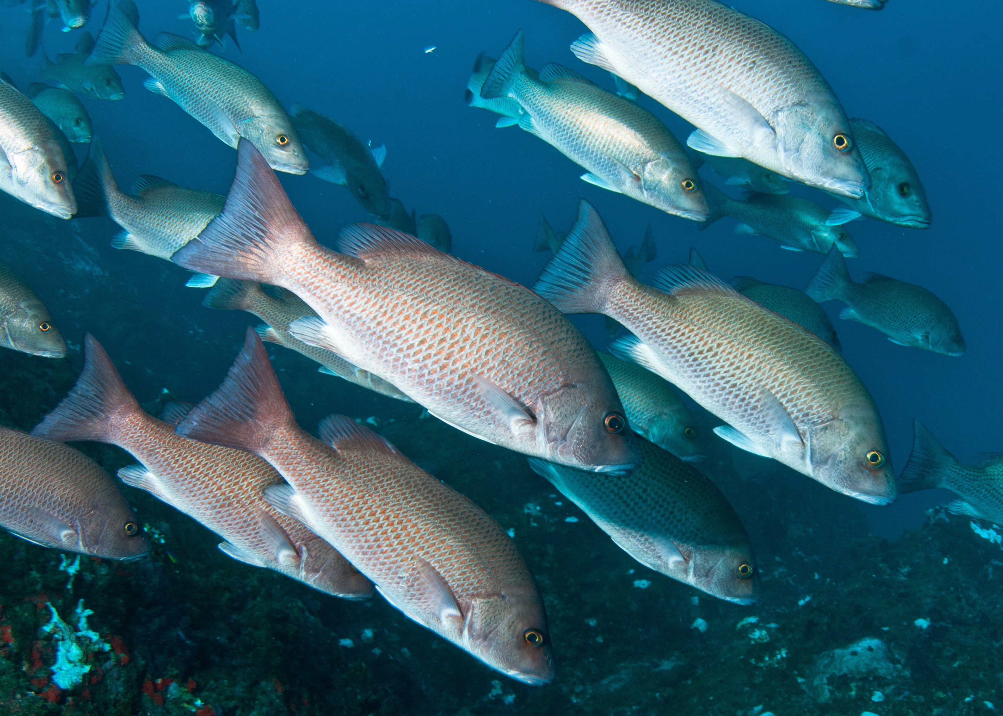 A school of gray snapper, with some in the dark reddish brown phase, during a coral bleaching event, at Flower Garden Banks National Marine Sanctuary in the Gulf of Mexico.