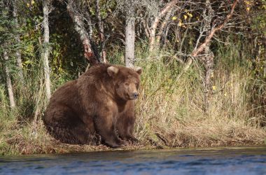 Bear 409, known as Beadnose, was crowned Fattest Bear on Tuesday after his impressive transformation went viral.