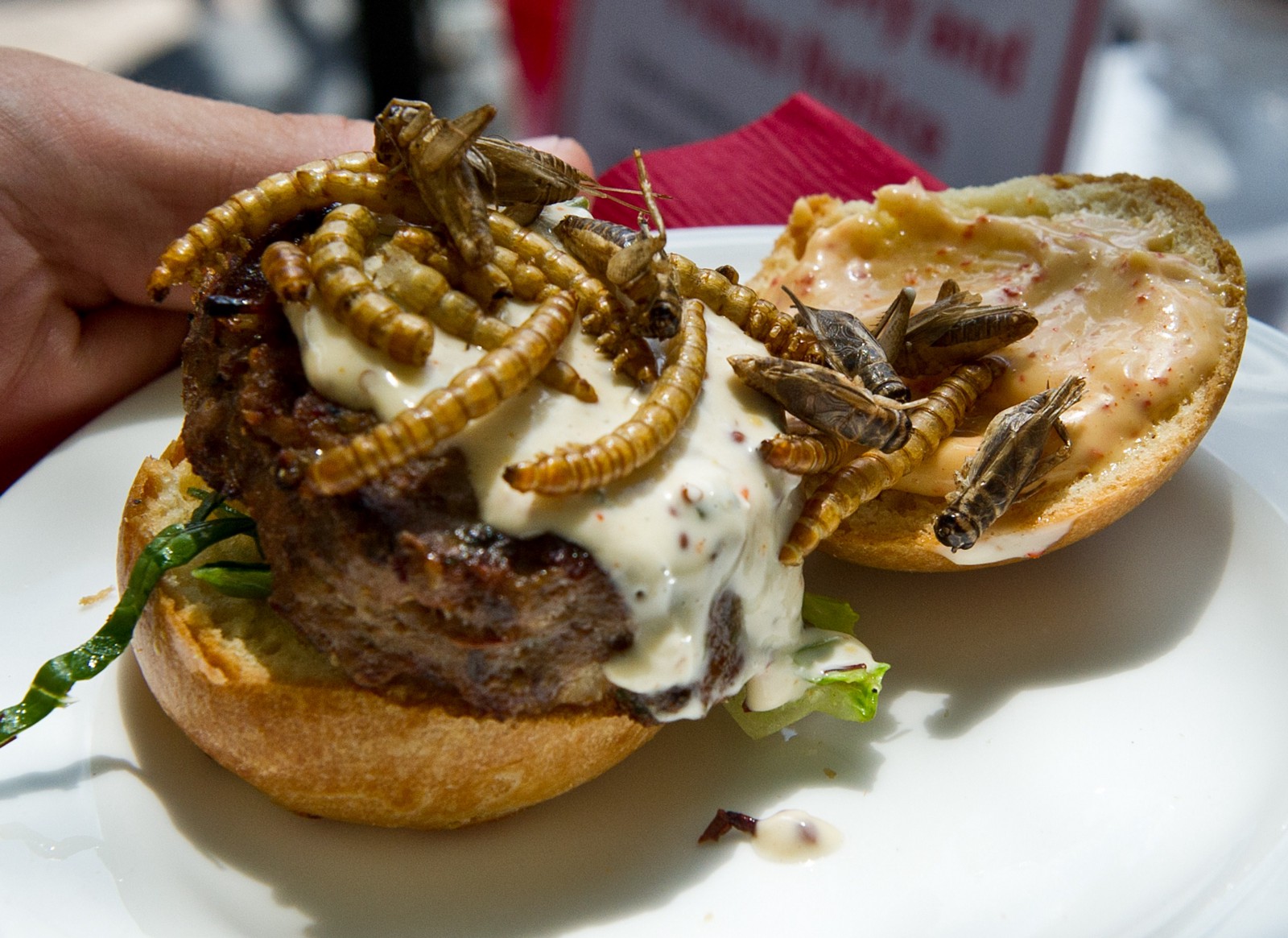 The Insect Industry Is Officially Incubating: Will Consumers Step Up to ...
