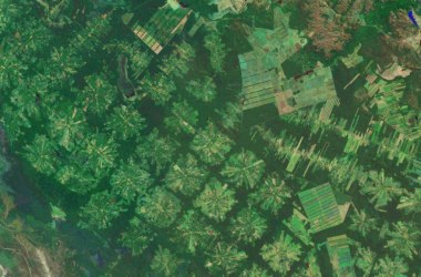 The Amazon rainforest, which saw a decrease in deforestation until recently, has seen a significant increase over the last two years, likely a result of pressures coming from land thieves and Brazilian agribusiness.