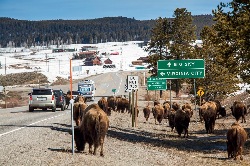 Bison at the edge of Highway 191, which runs along the western border of Yellowstone National Park. Numerous bison are killed every year by vehicles on this highway, which interrupts their migration route to spring calving grounds. Sometimes Park Service employees, along with Montana Department of Livestock and Montana fish and game officers, will haze the animals back inside park boundaries.