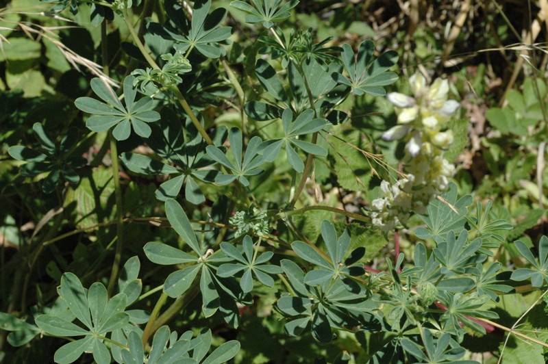 Milo Baker’s lupine.