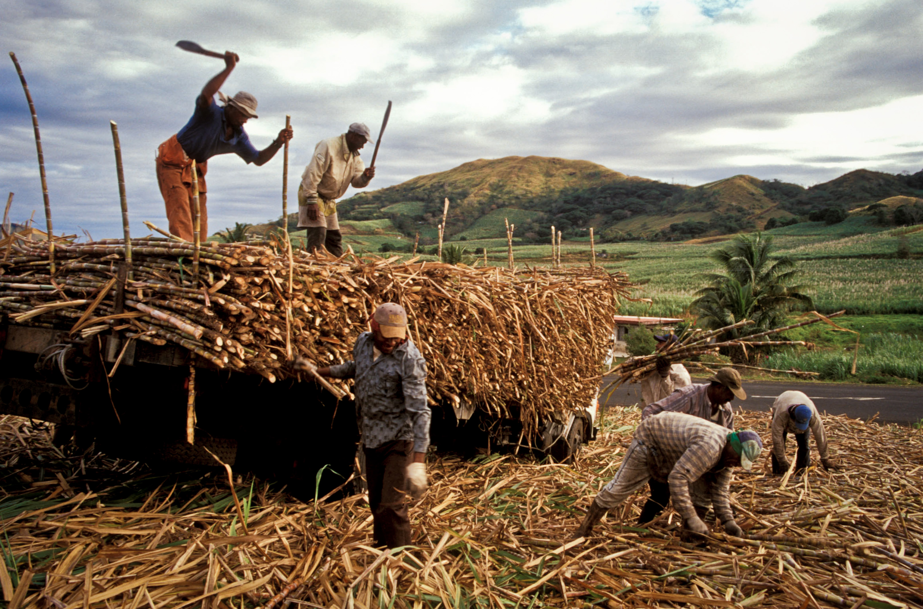 Field workers on a sugarcane farm in Fiji.