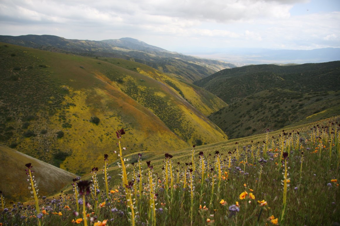 Carrizo Plain National Monument in California is run by the Bureau of Land Management.