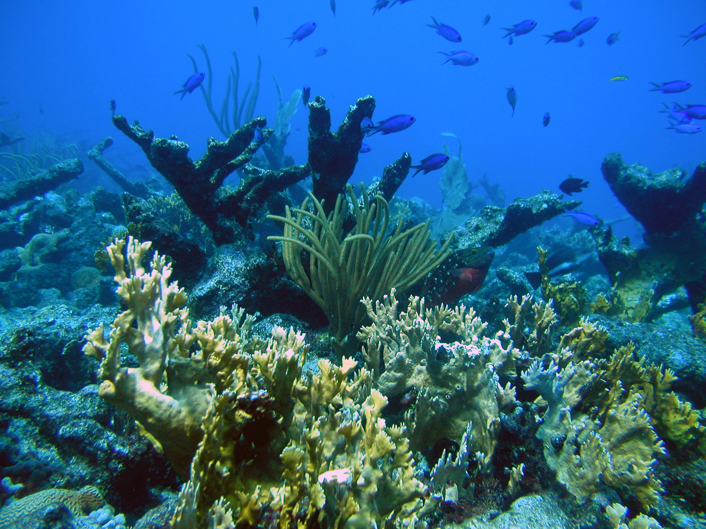 A reef scene off of St. Croix, U.S. Virgin Islands.