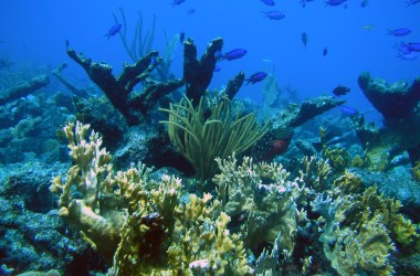 A reef scene off of St. Croix, U.S. Virgin Islands.