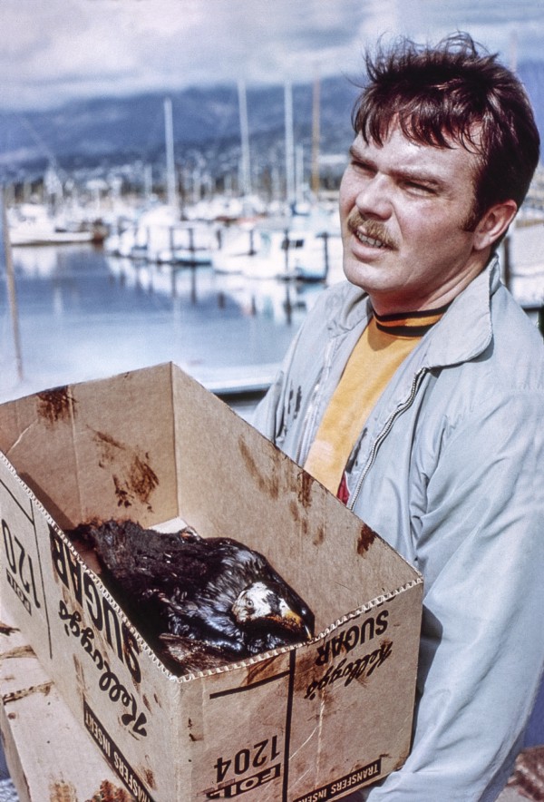 Volunteers attempted to rescue and clean seabirds