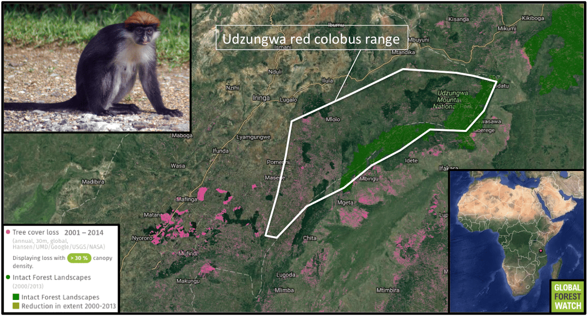 ‘We Are Running Out of Time’: 60 Percent of Primates Are Sliding Toward ...
