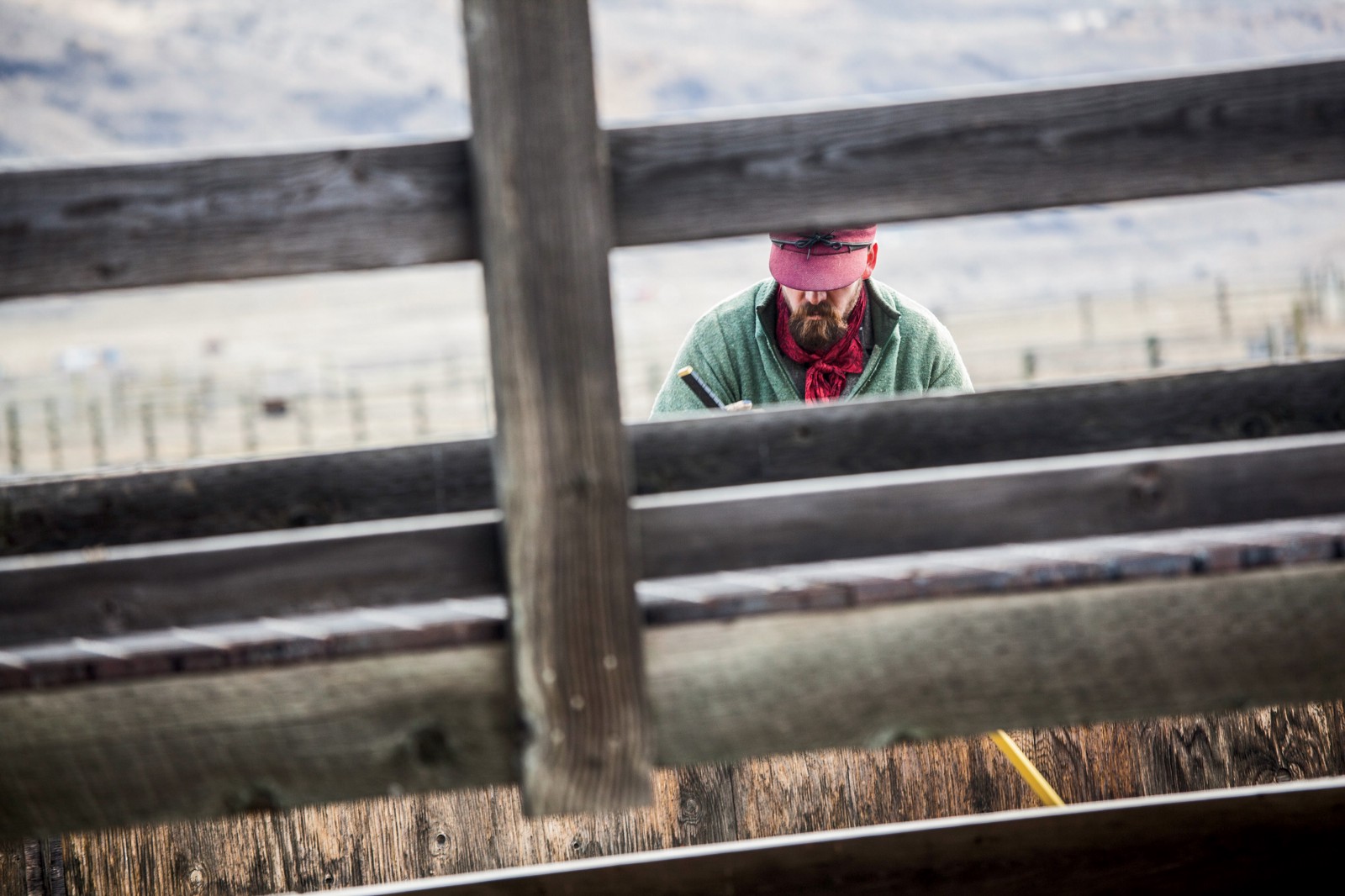 A Yellowstone ranger at the Stephens Creek facility prods bison into a series of chutes for processing and testing.