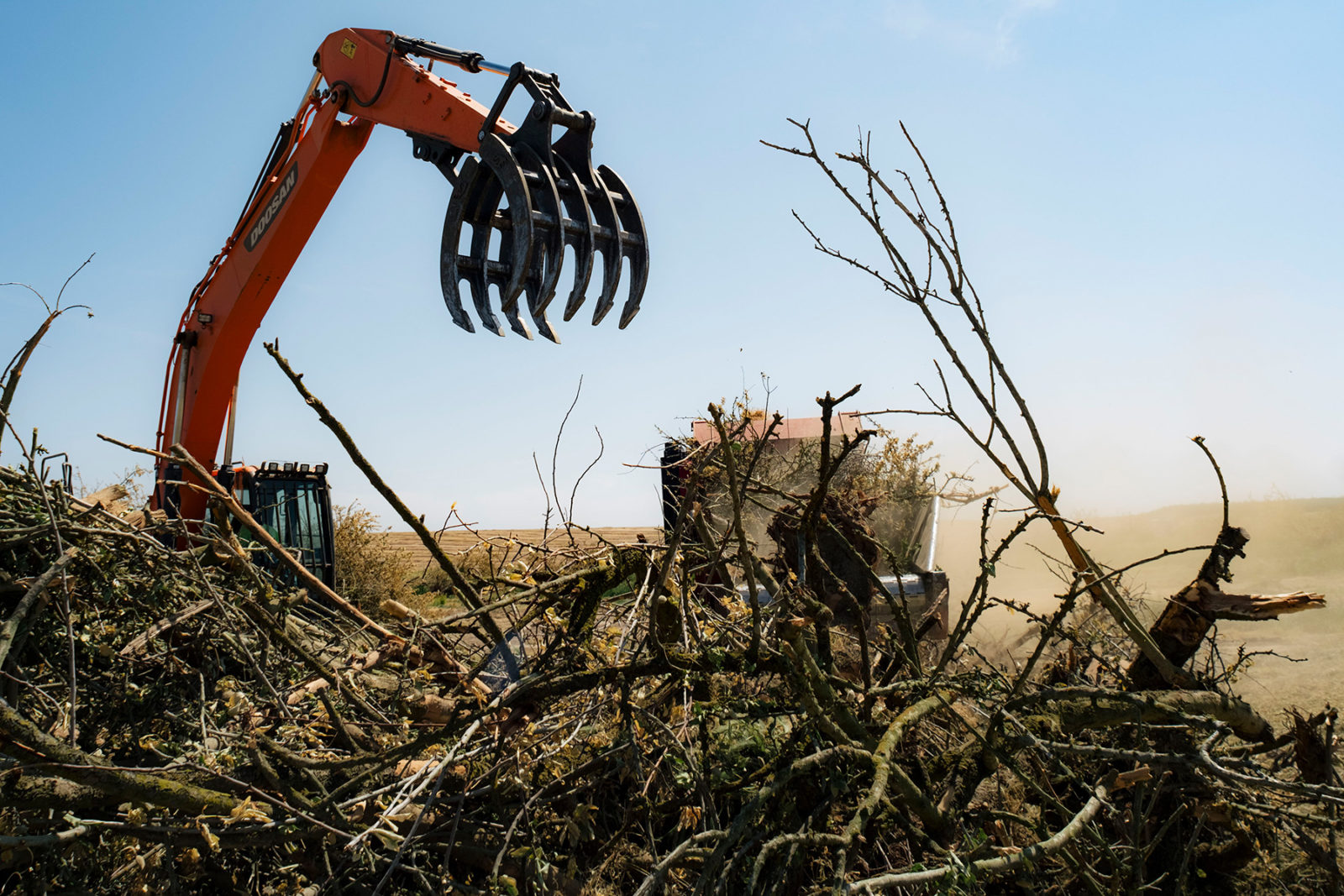 Orchard being torn down by the Fowler Brothers Farm Management company.