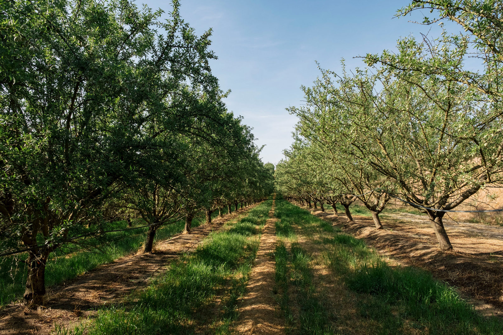 The Burroughs Family Farm grows organic almonds, using nitrogen-fixing cover crops.