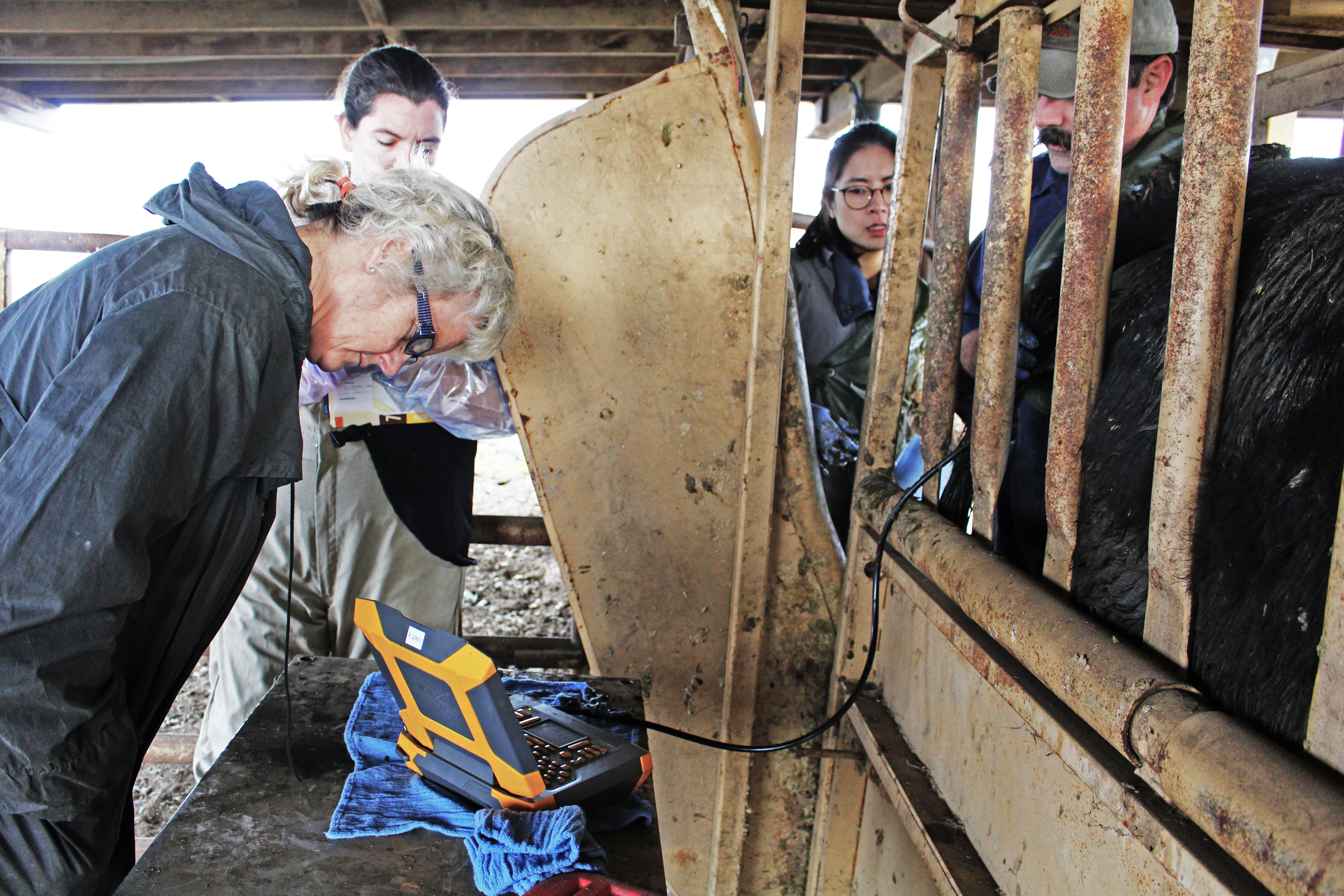 Van Eenennaam inspects the monitor for signs of a heartbeat: a flicker of white within spots of black fluid.