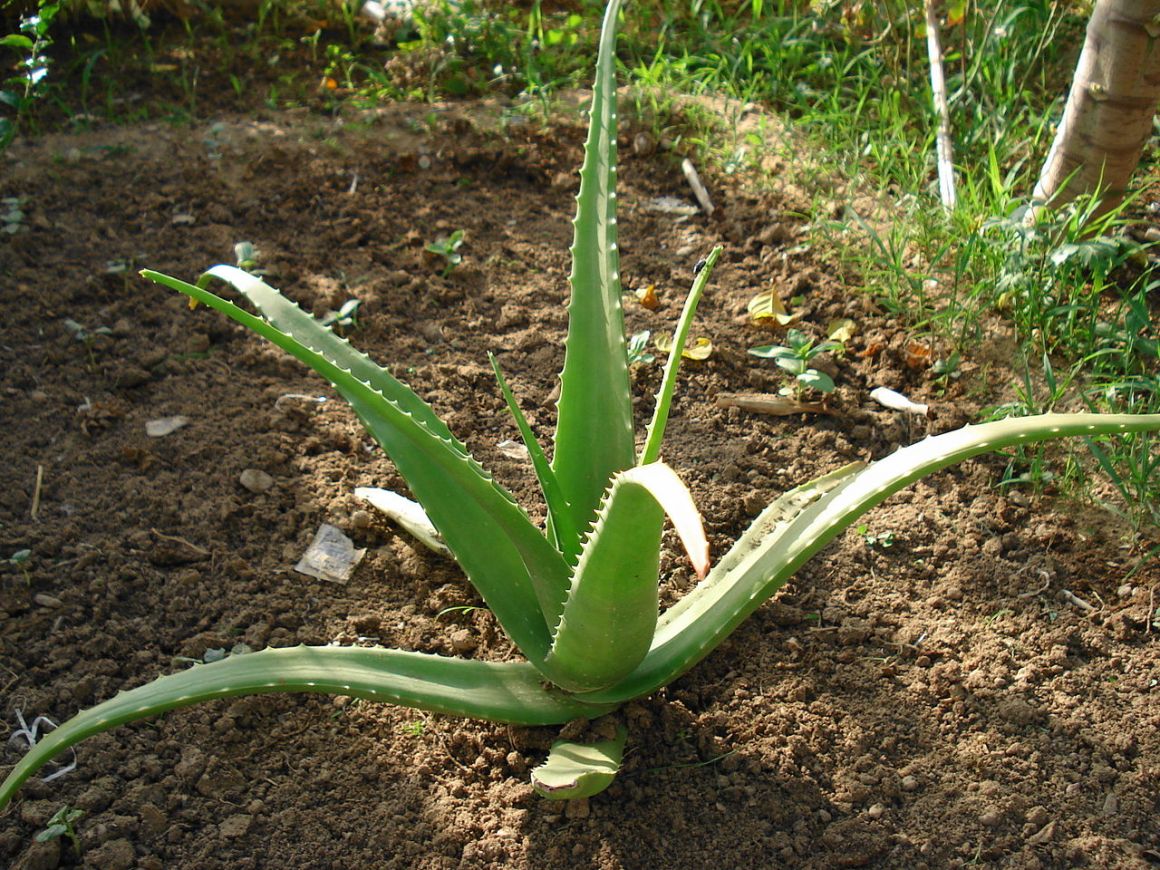 An aloe plant.