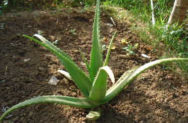 An aloe plant.